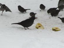 Ptaki zimą - karmić czy nie karmić