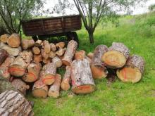 Udaremniona kradzież drewna