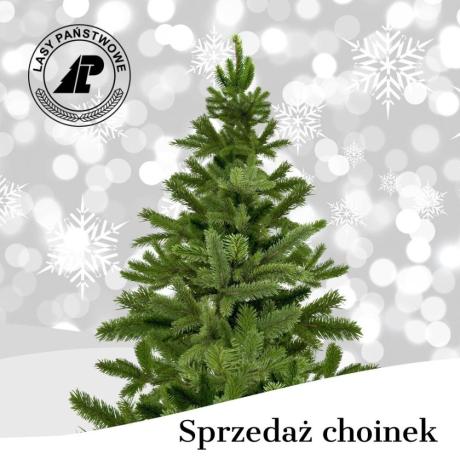 Sprzedaż choinek i stroiszu w Nadleśnictwie Jamy