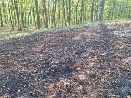 Podpalenia lasów – zagrożenie dla środowiska i ludzi